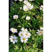 GRDplanten 6x Aster - Aster dum. 'Schneekissen' | 9x9 cm pot
