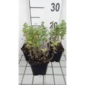 GRDplanten 6x Kattekruid - Nepeta racemosa 'Little Titch' | 9x9 cm pot