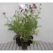 GRDplanten 6x Korenbloem - Centaurea dealbata | 9x9 cm pot