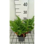 GRDplanten 6 x Dryopteris filix-mas 'Crispa Cristata' - Gewoon varen 'Crispa Cristata' - Pot van 9 x 9 cm