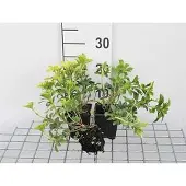 GRDplanten 12x Schaduwkruid - Pachysandra term. 'Green Sheen' | 9x9 cm pot