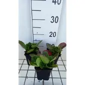 GRDplanten 6x Schoenlappersplant - Bergenia hybr. 'Baby Doll' | 9x9 cm pot