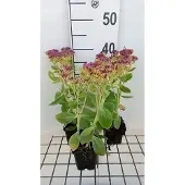 GRDplanten 6x Sedum spect. 'Meteor'