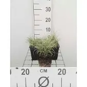 GRDplanten 6 x Carex comans 'Frosted Curls' - Schafgarbe Wesersandstein - Pot van 9x9 cm