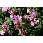 GRDplanten 6x Geranium - Geranium macr. 'Ingwersen's Variety' | 9x9 cm pot