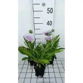 GRDplanten 6x Stokesia - Stokesia laevis | 9x9 cm pot