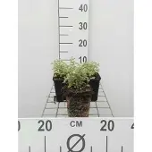 GRDplanten 6x Kattekruid - Nepeta faassenii | 9x9 cm pot