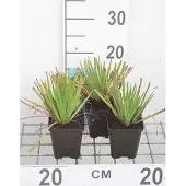 GRDplanten 6x Blauwogengras - Sisyrinchium californicum | 9x9 cm pot