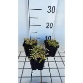 GRDplanten 6x Origanum - Origanum vulg. 'Aureum' | 9x9 cm pot