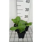 GRDplanten 6x Sleutelbloem - Primula pulverulenta | 9x9 cm pot