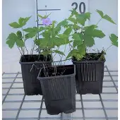 GRDplanten 6x Ooievaarsbek - Geranium nodosum | 9x9 cm pot