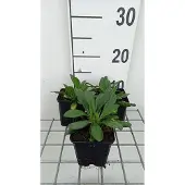 GRDplanten 6x Aster - Aster tong. 'Berggarten' | 9x9 cm pot