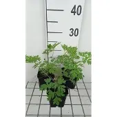 GRDplanten 6x Gebroken hartje - Dicentra formosa | 9x9 cm pot