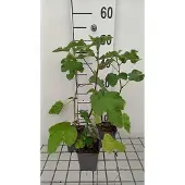 GRDplanten 6x Malvastruik - Lavatera hybr. 'Burgundy Wine' | 9x9 cm pot