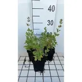 GRDplanten 6x Kattekruid - Nepeta grand. 'Dawn To dusk' | 9x9 cm pot