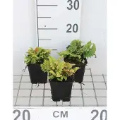 GRDplanten 6 x Polystichum set. 'Congestum' - Varenssoort 'Congestum' - Pot van 9 x 9 cm