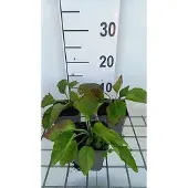 GRDplanten 6x Zonnehoed - Rudbeckia fulg. 'City Garden' | 9x9 cm pot