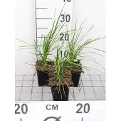 GRDplanten 6 x Deschampsia cesp. 'Goldtau' - Goudse grasjes - Pot van 9 x 9 cm