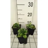 GRDplanten 6x Ooievaarsbek - Gentiana asclepiadea | 9x9 cm pot