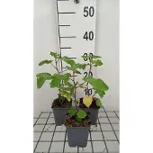 GRDplanten 6x Malvastruik - Lavatera hybr. 'Bredon Springs' | 9x9 cm pot