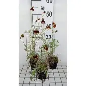 GRDplanten 6x Ratibida - Ratibida columnifera var. Pulcherrima | 9x9 cm pot