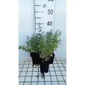 GRDplanten 6x Kattekruid - Nepeta faas. 'Dropmore' | 9x9 cm pot