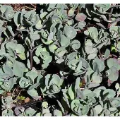 GRDplanten 6x Sedum cauticola 'Lidakense'