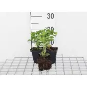 GRDplanten 12x Schaduwkruid - Pachysandra term. 'Green Carpet' | 9x9 cm pot