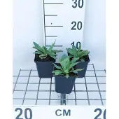 GRDplanten 6x Papaver - Papaver or. 'Brilliant' | 9x9 cm pot