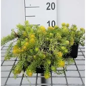 GRDplanten 6x Sedum refl. 'Angelina'