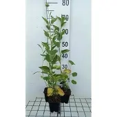 GRDplanten 6x Zonnehoed - Rudbeckia subt. 'Little Henry' | 9x9 cm pot
