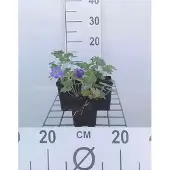 GRDplanten 6x Ooievaarsbek - Geranium hybr. 'Philippe Vapelle' | 9x9 cm pot