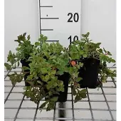 GRDplanten 6x Sedum spur. 'Purpurteppich'