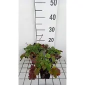 GRDplanten 6x Nagelkruid - Geum hybr. 'Mango Lassi' | 9x9 cm pot