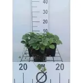 GRDplanten 6x Bosaardbei - Fragaria vesca | 9x9 cm pot