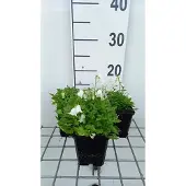 GRDplanten 6x Klokje - Campanula cochl. 'White Baby' | 9x9 cm pot