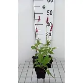 GRDplanten 6x Duizenknoop - Persicaria ampl. 'Speciosa' ('firetail') | 9x9 cm pot