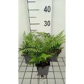 GRDplanten 6 x *Dryopteris wallichiana* - Himalayawortelvaren - pot van 9 x 9 cm