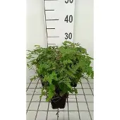 GRDplanten 6 x Dryopteris 'Plumosum' - Gevleugelde varen - Pot van 9 x 9 cm
