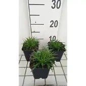 GRDplanten 6x Koekoeksbloem - Lychnis alp. 'Rosea' | 9x9 cm pot