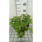 GRDplanten 6 x Osmunda reg. 'Purpurascens' - Koningsvaren - Pot van 9 x 9 cm