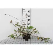 GRDplanten 12x Sierbraam, Braam - Rubus hybr. 'Betty Ashburner' | 9x9 cm pot