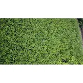 GRDplanten 6x Stermaagdenpalm - Amsonia orientalis | pot 9 x 9 cm