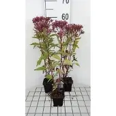 GRDplanten 6x Leverkruid - Eupatorium mac. 'Purple Bush' | 9x9 cm pot