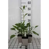 GRDplanten 6x Zonnehoed - Rudbeckia nitida 'Herbstsonne' | 9x9 cm pot
