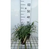 GRDplanten 6x Leliegras - Liriope spicata | 9x9 cm pot