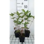 GRDplanten 6x Mourasspirea - Filipendula rub. 'Venusta' | 9x9 cm pot