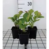 GRDplanten 6x Zonnehoed - Rudbeckia occ. 'Green Wizard' | 9x9 cm pot