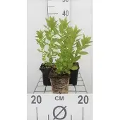 GRDplanten 6x Campanula - Campanule lactée. Loddon Anna' | 9x9 cm pot