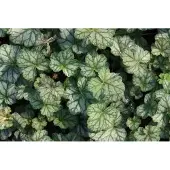 GRDplanten 6x Purperklokje - Heuchera hybr. 'Mint Frost' | 9x9 cm pot